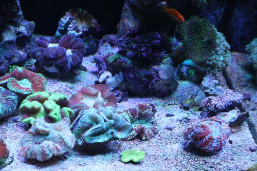 Reef Octo Skimmer: A Comprehensive Guide