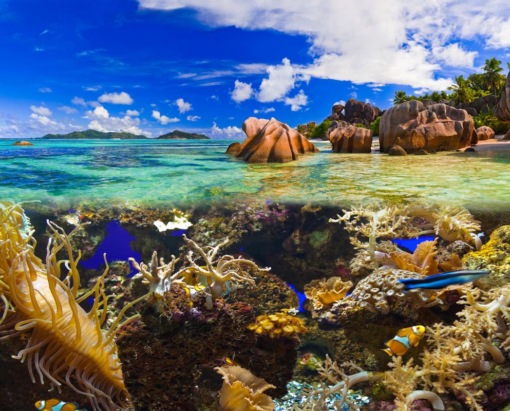 Coral Bleaching and the Great Barrier Reef