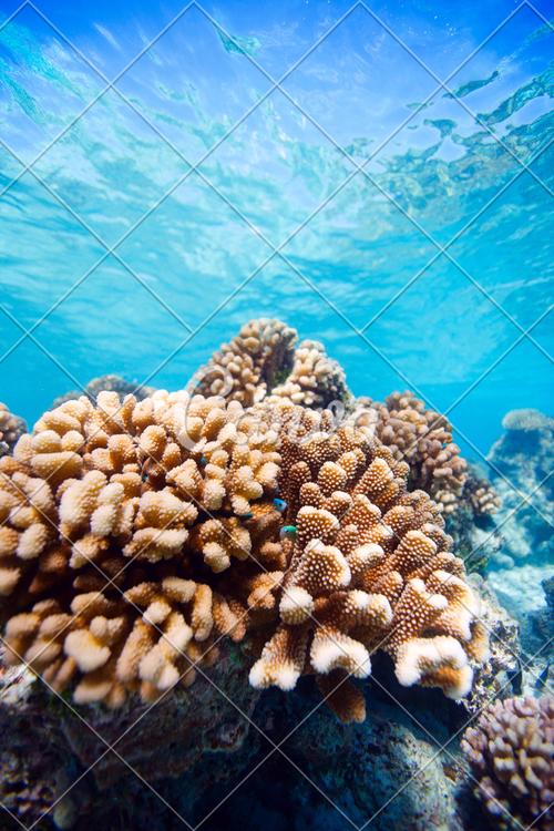 Appearance of Coral Reefs