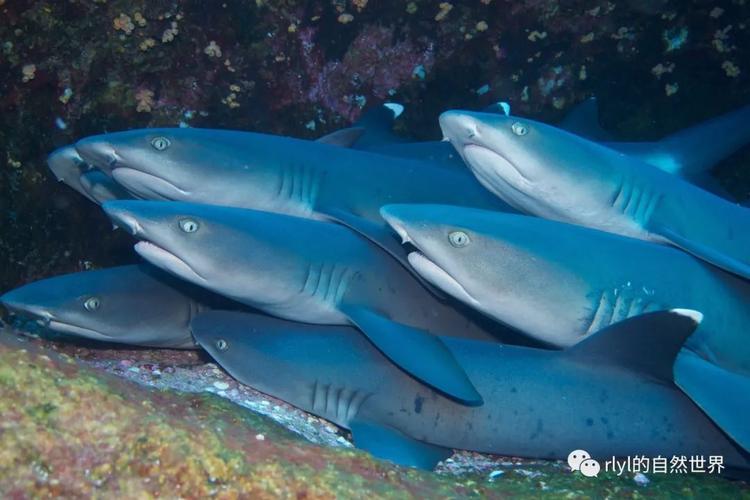 What Are Reef Sharks?