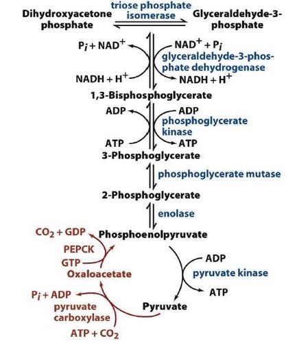 Understanding Phosphate Levels in Reef Tanks