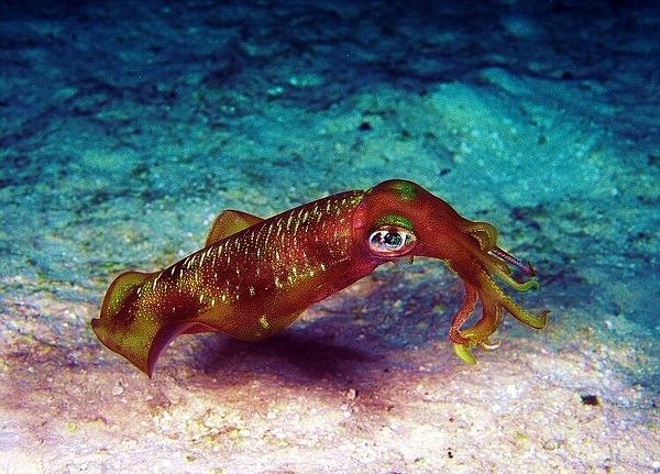 Understanding Reef Squid: A Comprehensive Guide