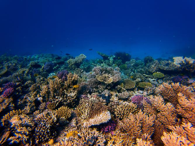 Formation of Coral Reefs