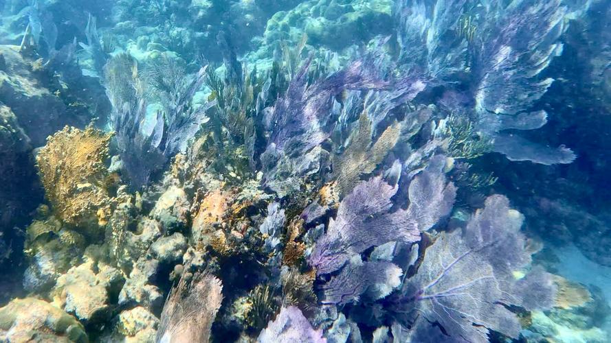 John Pennekamp Coral Reef: A Dive into the Underwater Paradise