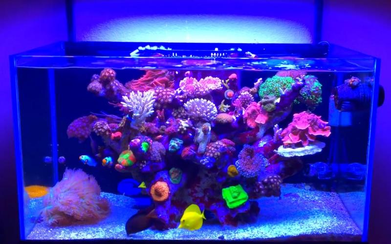 50 Gallon Reef Tank: A Comprehensive Guide