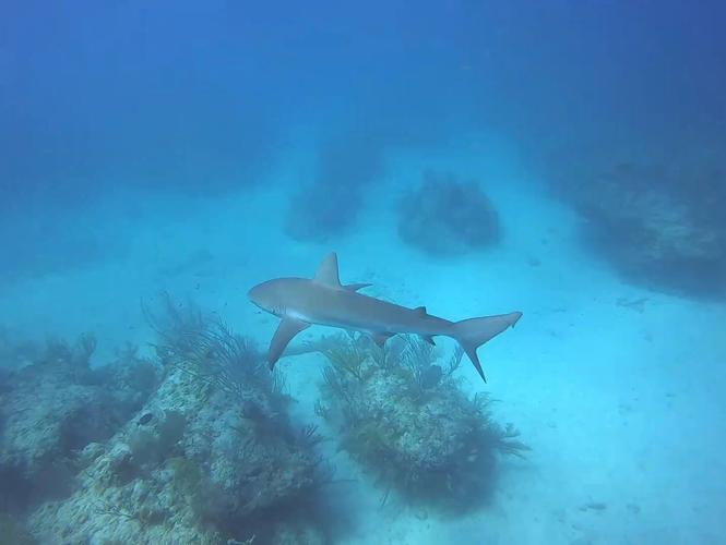 Shark Reef Aquarium: A Dive into the Ocean’s Wonders