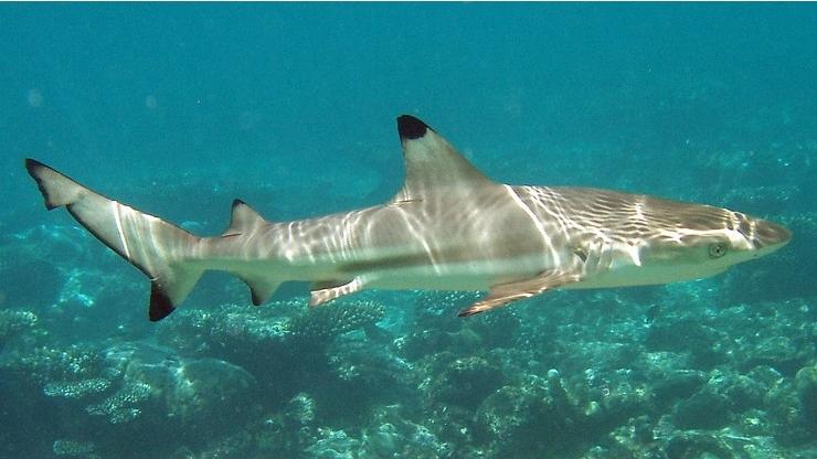 Shark Reef Tucson: An Underwater Adventure Awaits