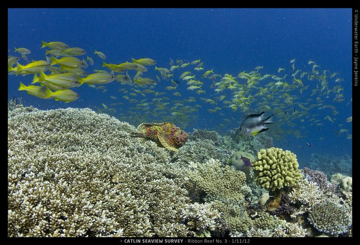 Tropical Reef Fish: A Diverse and Vibrant World Below the Surface