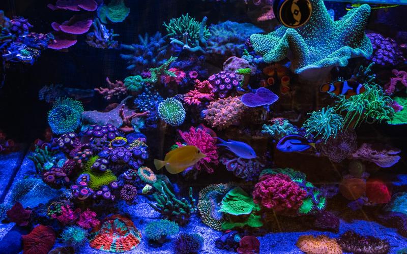 Sponges in Reef Tank: A Comprehensive Guide