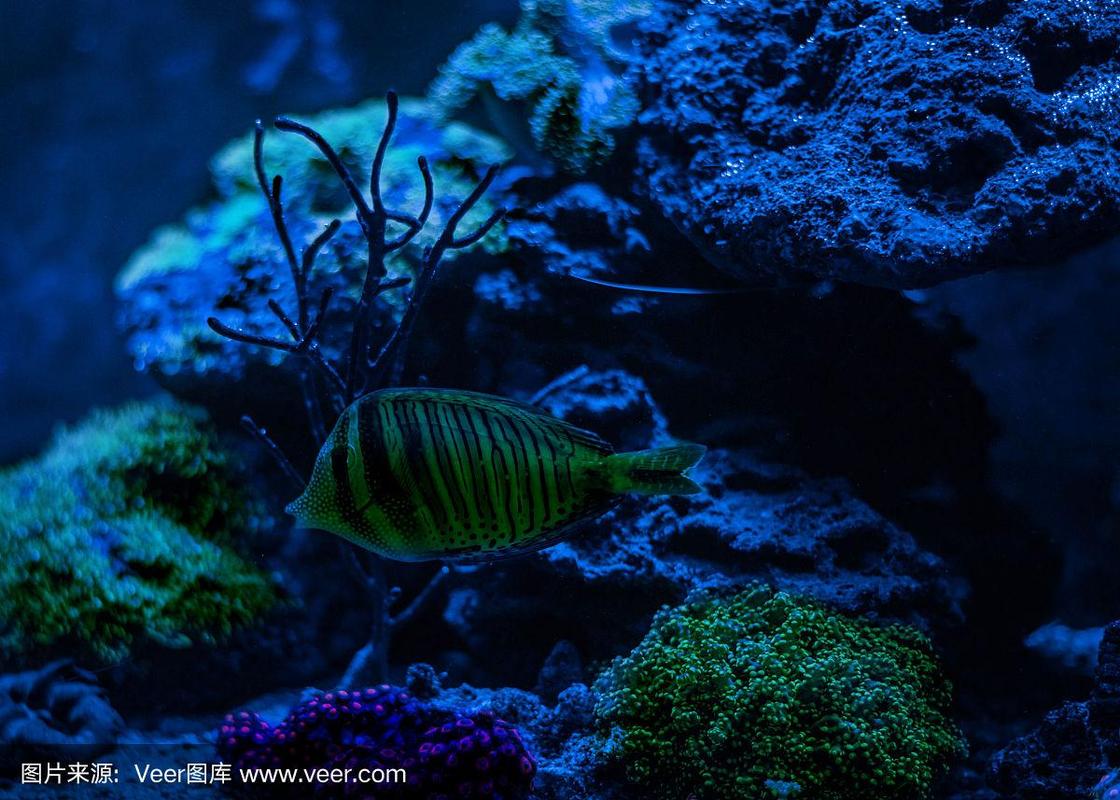 Embarking on the Journey of Saltwater Aquarium Reef Tank