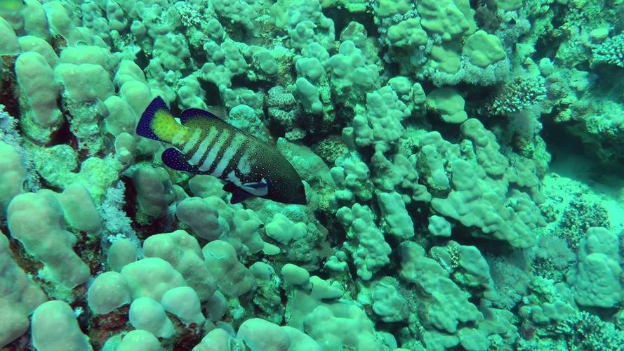 Reef of Fish: A Dive into the Ocean’s Hidden Paradise