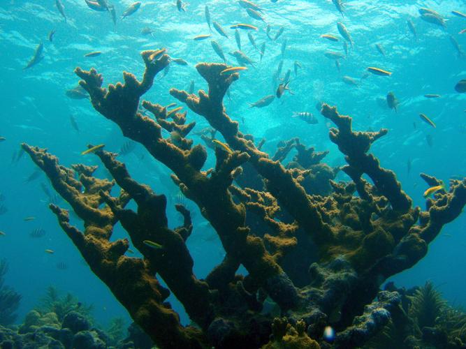 Understanding Conch Reef