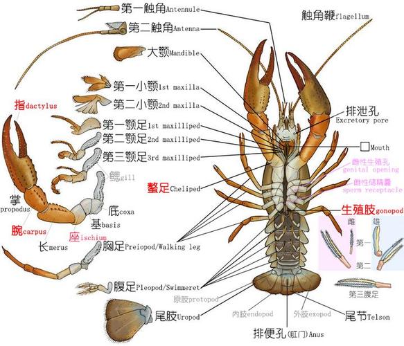 Reef Worm MTG: A Comprehensive Guide