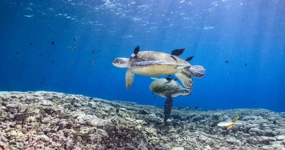 Reef Monsters: A Dive into the Mysteries of the Ocean’s Depths