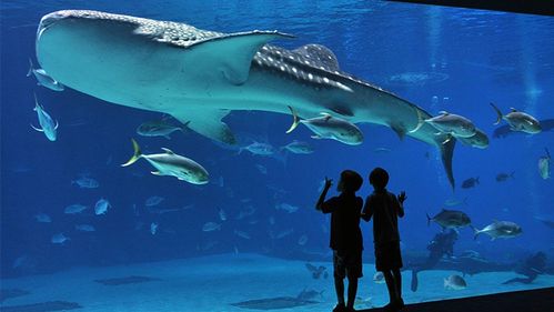 Shark Reef Nature Trail: A Dive into the Underwater Wonders