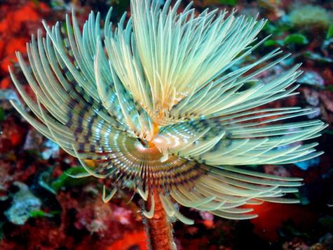 Understanding Bristle Worms in Reef Tanks