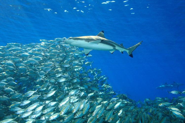 Black Tip Reef Shark: A Detailed Multidimensional Introduction