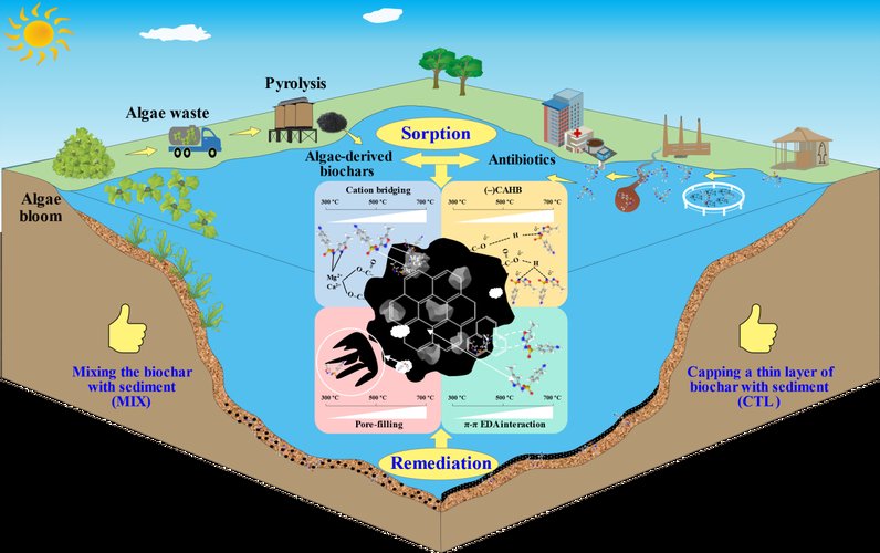 Brown Reef Algae: A Diverse and Essential Component of Marine Ecosystems