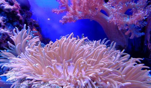 Coral Reefs: 2-Biotic Factors Answer