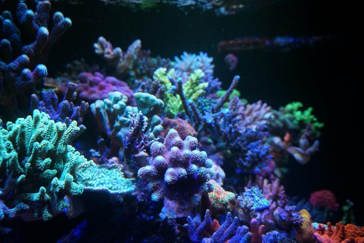 Reef Aquariums: A Comprehensive Guide for Enthusiasts