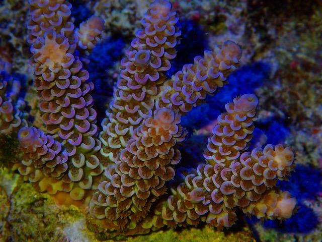 Black Sand Reef Aquarium: A Comprehensive Guide