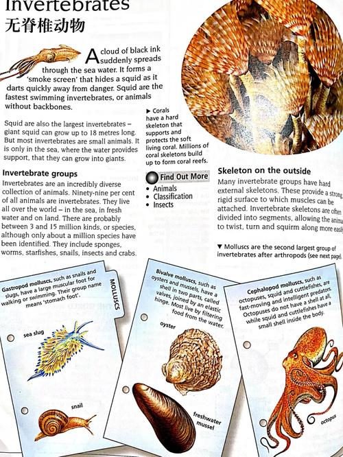 Coral for Reef Aquarium: A Comprehensive Guide