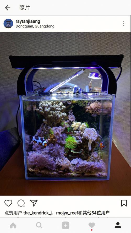 Red Algae Reef Tank: A Comprehensive Guide