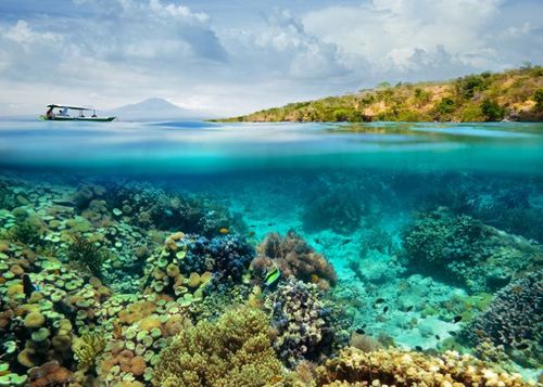 Images Coral Reef: A Diverse and Vital Ecosystem