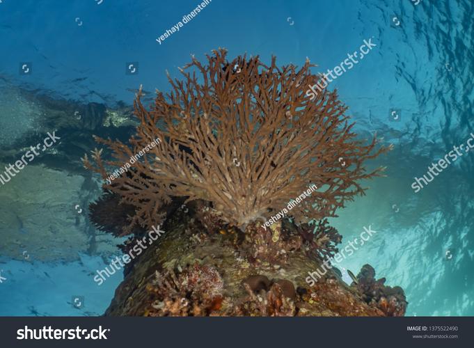 10 Plants in a Coral Reef: A Detailed Overview