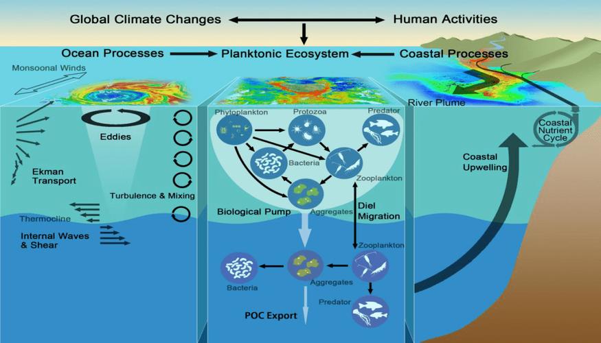 Explain How Agriculture Affects Coral Reefs