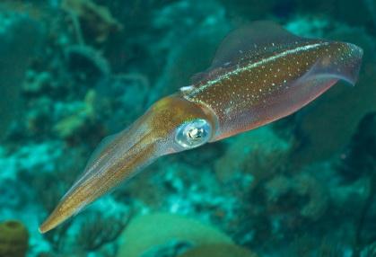 Doctor Reef: A Dive into the Underwater Paradise