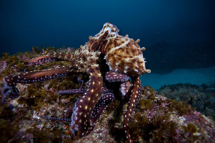 Ring Shaped Reef: A Dive into the Ocean’s Hidden Gem