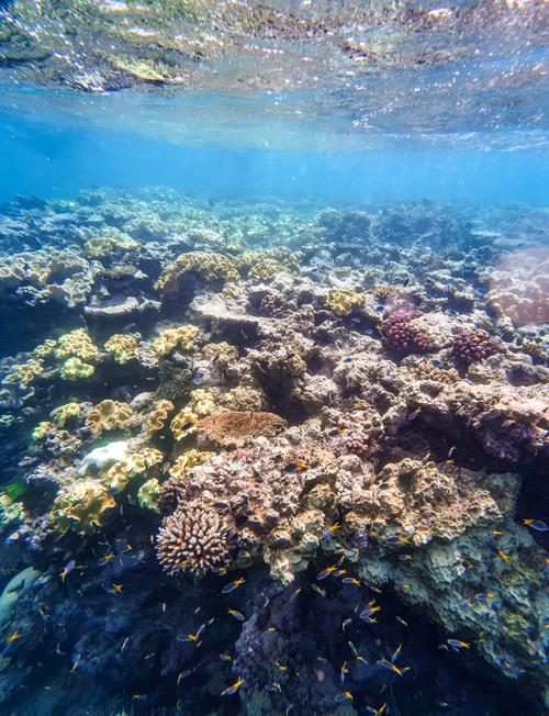 Ocean Reef Myrtle Beach: A Dive into the Underwater Paradise