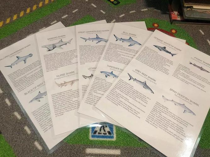 Understanding Reef Sharks: A Comprehensive Guide