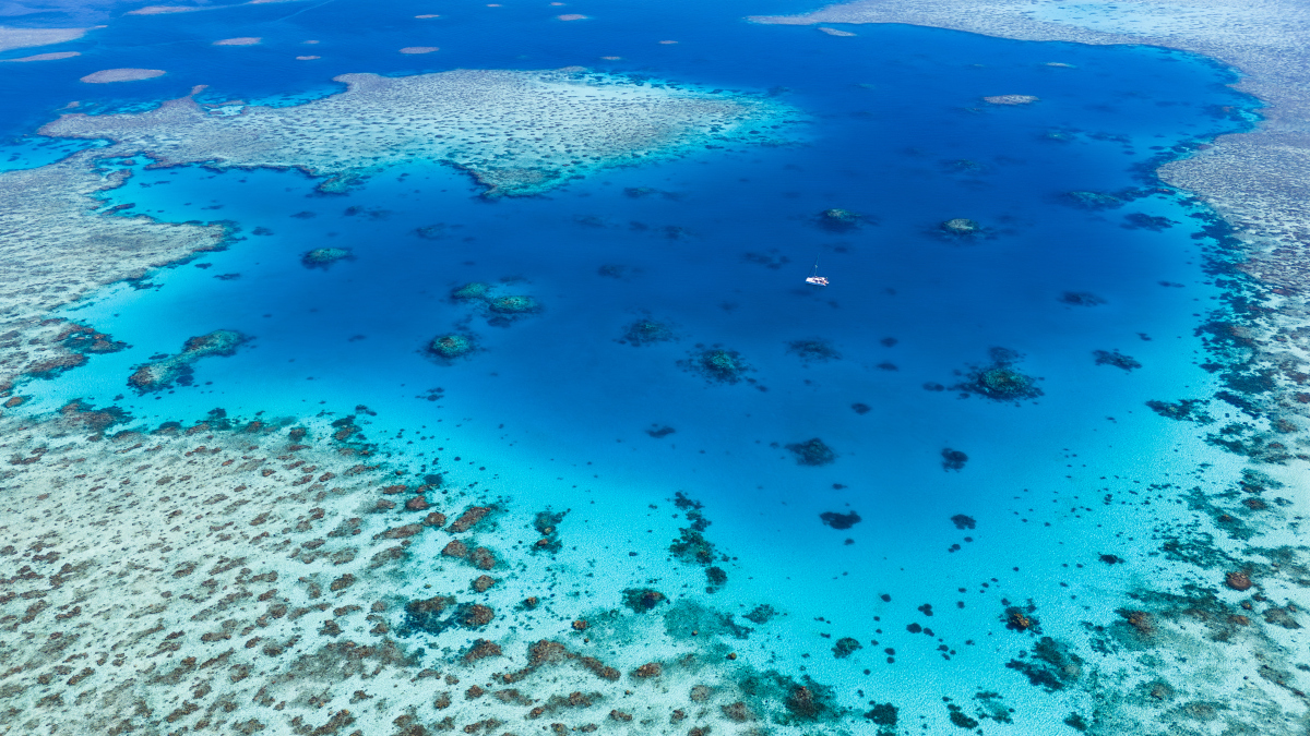 Great Coral Reef Bleaching: A Comprehensive Overview