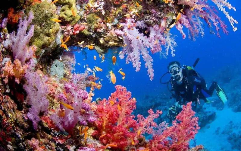 Tubbataha Reef National Marine Park, Philippines: A Dive into Nature’s Wonder