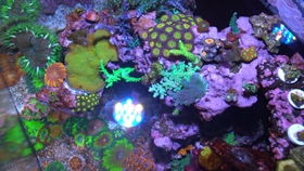 reef aquarium corals,Reef Aquarium Corals: A Comprehensive Guide