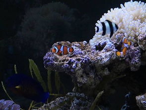 reef tank alkalinity,Reef Tank Alkalinity: A Comprehensive Guide