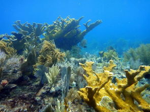 key largo reef,History and Geology