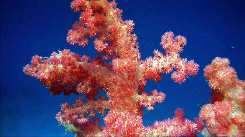 coral reef coral bleaching,Coral Reef Coral Bleaching: A Comprehensive Overview