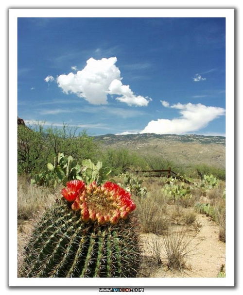 desert reef hot springs,Desert Reef Hot Springs: A Unique Oasis in the Middle of the Desert