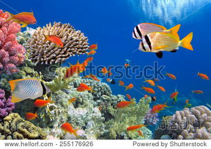 fish in coral reef,Fish in Coral Reef: A Diverse and Thriving Ecosystem