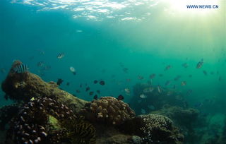 coral reef underwater park trail,Coral Reef Underwater Park Trail: A Diving Adventure Awaits