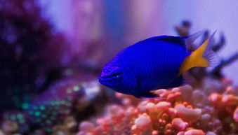 nano reef aquariums,Nano Reef Aquariums: A Comprehensive Guide for Enthusiasts