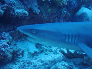 apo reef sablayan,Apo Reef Sablayan: A Dive into the Underwater Paradise