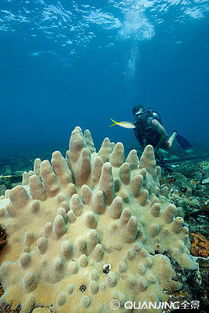 coral reef conservation padi,Coral Reef Conservation: A PADI Dive into the Depths of Protection