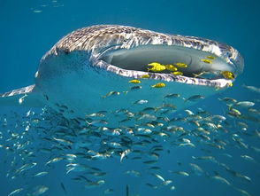 ocean coral reef,Ocean Coral Reef: A Diverse and Vital Ecosystem