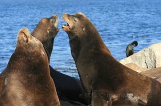 gray’s reef marine sanctuary,Gray’s Reef Marine Sanctuary: A Dive into the Ocean’s Hidden Treasures