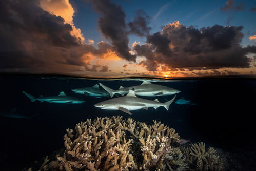 black tip reef shark,Black Tip Reef Shark: A Detailed Multidimensional Introduction