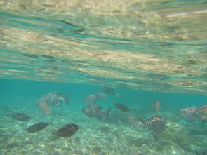 bermuda reef,Bermuda Reef: A Diving Paradise Unveiled